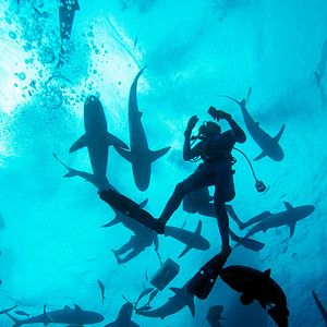 Photo Wonders of the Sea 3D