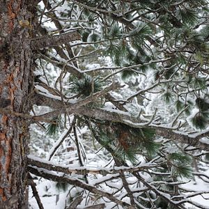 Photo La Puissance de l’arbre avec Ernst Zürcher