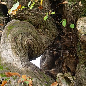 Photo La Puissance de l’arbre avec Ernst Zürcher