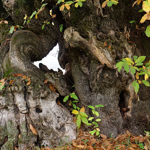 Photo La Puissance de l’arbre avec Ernst Zürcher
