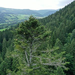 Photo La Puissance de l’arbre avec Ernst Zürcher