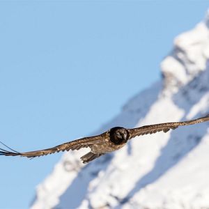 Photo Le gypaète barbu