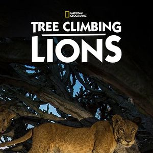Photo Les Lions des arbres