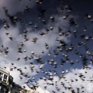 Photo Monsieur Pigeon