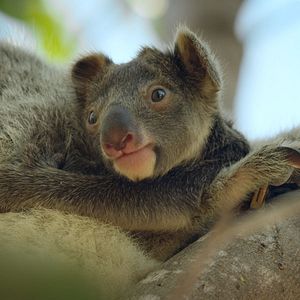Photo Le Règne animal