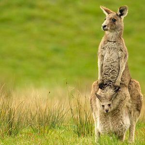 Photo Le Règne animal