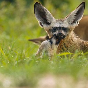 Photo Le Règne animal