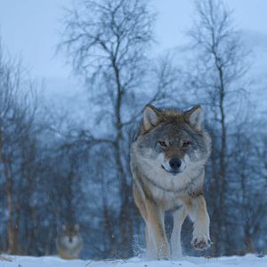 Photo Le Règne animal