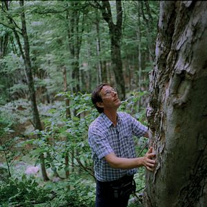 Photo La Symphonie des arbres