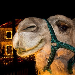 Photo La Bataille de Noël