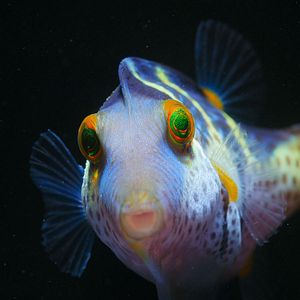 Photo Comme un poisson dans son récif