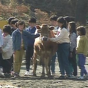 Photo Lessons from a Calf