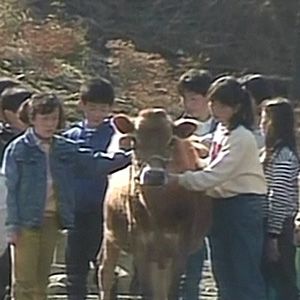 Photo Lessons from a Calf