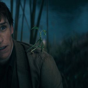 Photo Eddie Redmayne