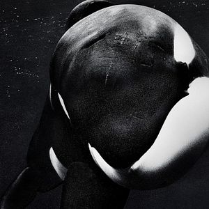 Photo Blackfish