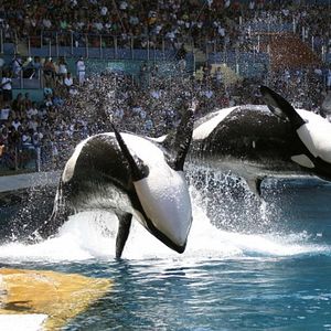 Photo Blackfish