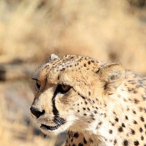 Photo African Safari 3D