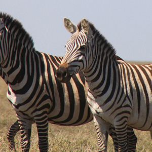 Photo African Safari 3D