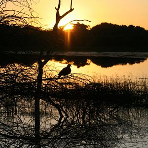 Photo African Safari 3D
