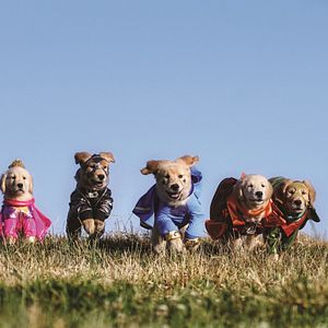 Photo Les Copains Super-Héros