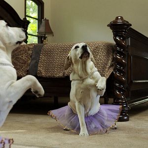 Photo Le chien qui a sauvé Halloween