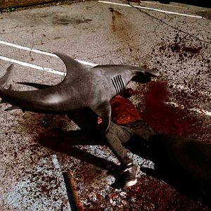 Photo Sharknado