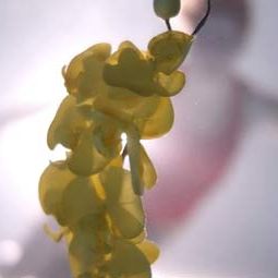 Photo Upstream Color