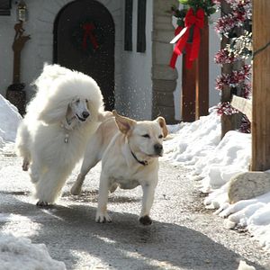 Photo Le Chien de Noël 2