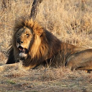 Photo African Safari 3D