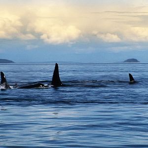 Photo Blackfish