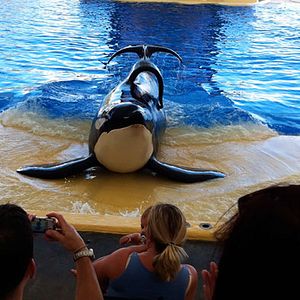 Photo Blackfish