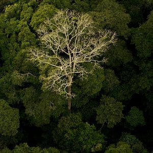 Photo Il était une forêt