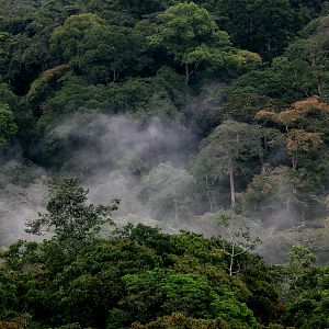 Photo Il était une forêt
