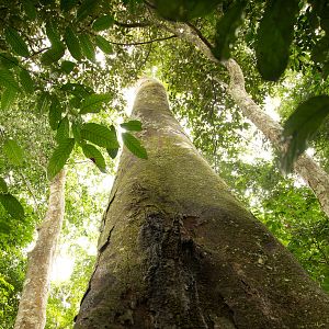 Photo Il était une forêt