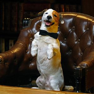 Photo Pancho, le chien millionnaire