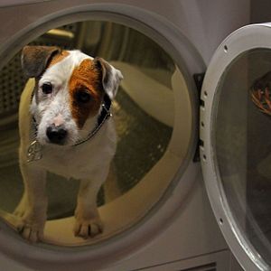 Photo Pancho, le chien millionnaire