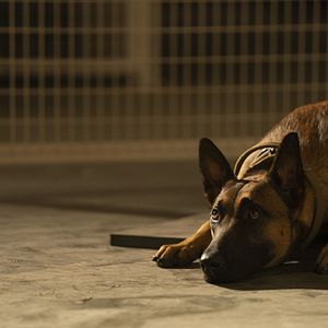 Photo Dog