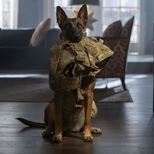Photo Dog