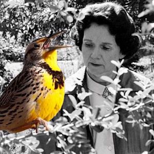 Photo Rachel Carson, la mère de l'écologie