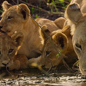 Photo Survivre au paradis : Une histoire de famille