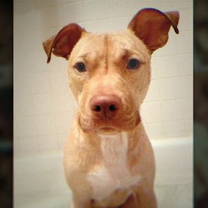 Photo Bad Vegan : Arnaque au menu