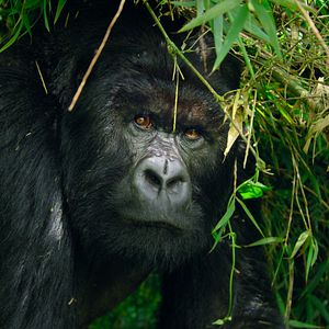 Photo Parcs nationaux : Ces merveilles du monde