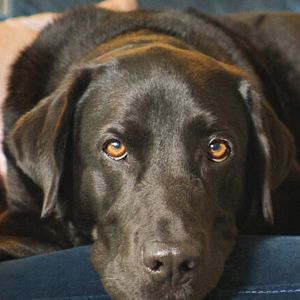 Photo Dans la peau de nos animaux