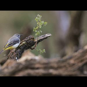 Photo Connexion Sauvage