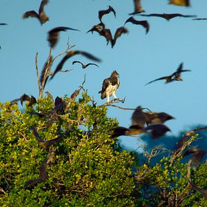 Photo Les aventures extraordinaires de Bertie Gregory