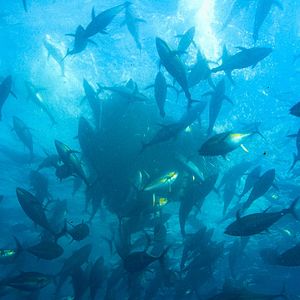 Photo Les aventures extraordinaires de Bertie Gregory