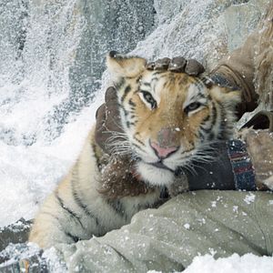 Photo Le Nid du Tigre