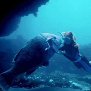 Photo Blueback – une amitié sous-marine
