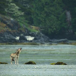Photo Bienvenue sur l'île des loups