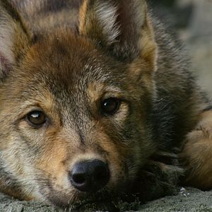 Photo Bienvenue sur l'île des loups